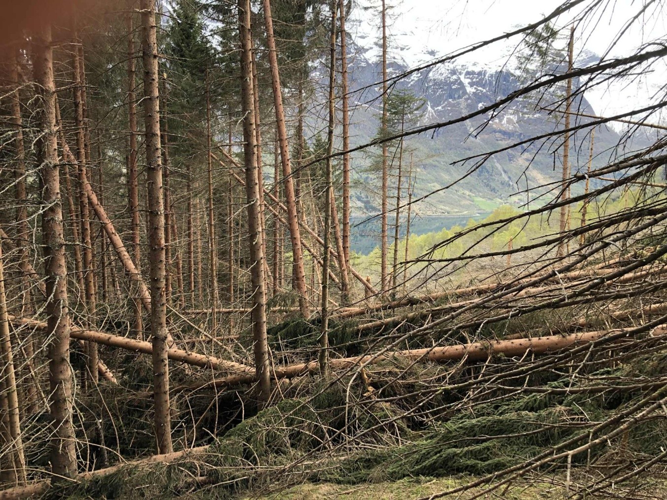 En granskog der fleire tre ligg velta.