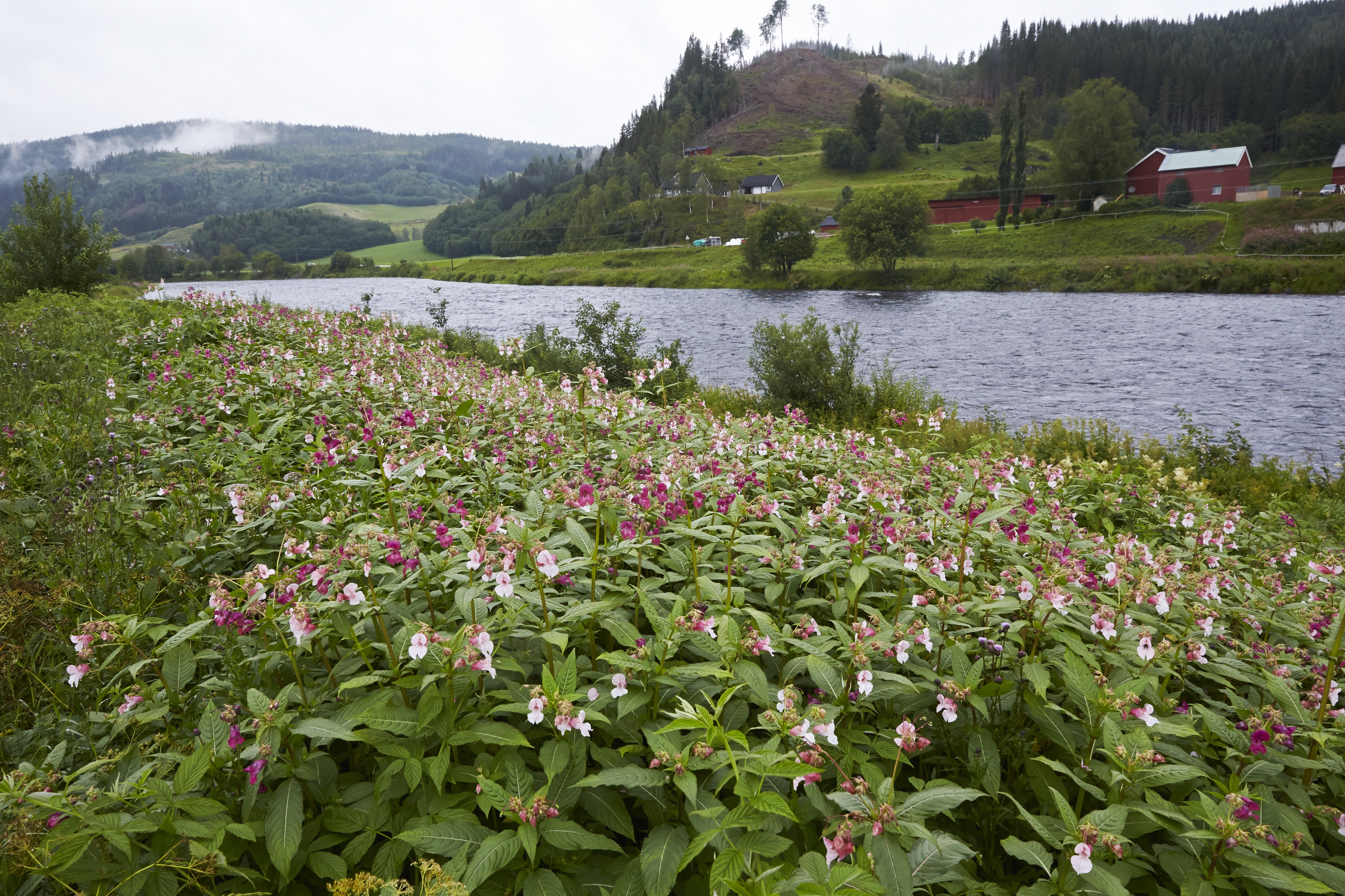 En forekomst av kjempespringfrø i Forradalen i Stjørdal kommune. Foto: Dag Karlsen. En forekomst av kjempespringfrø i Forradalen i Stjørdal kommune.