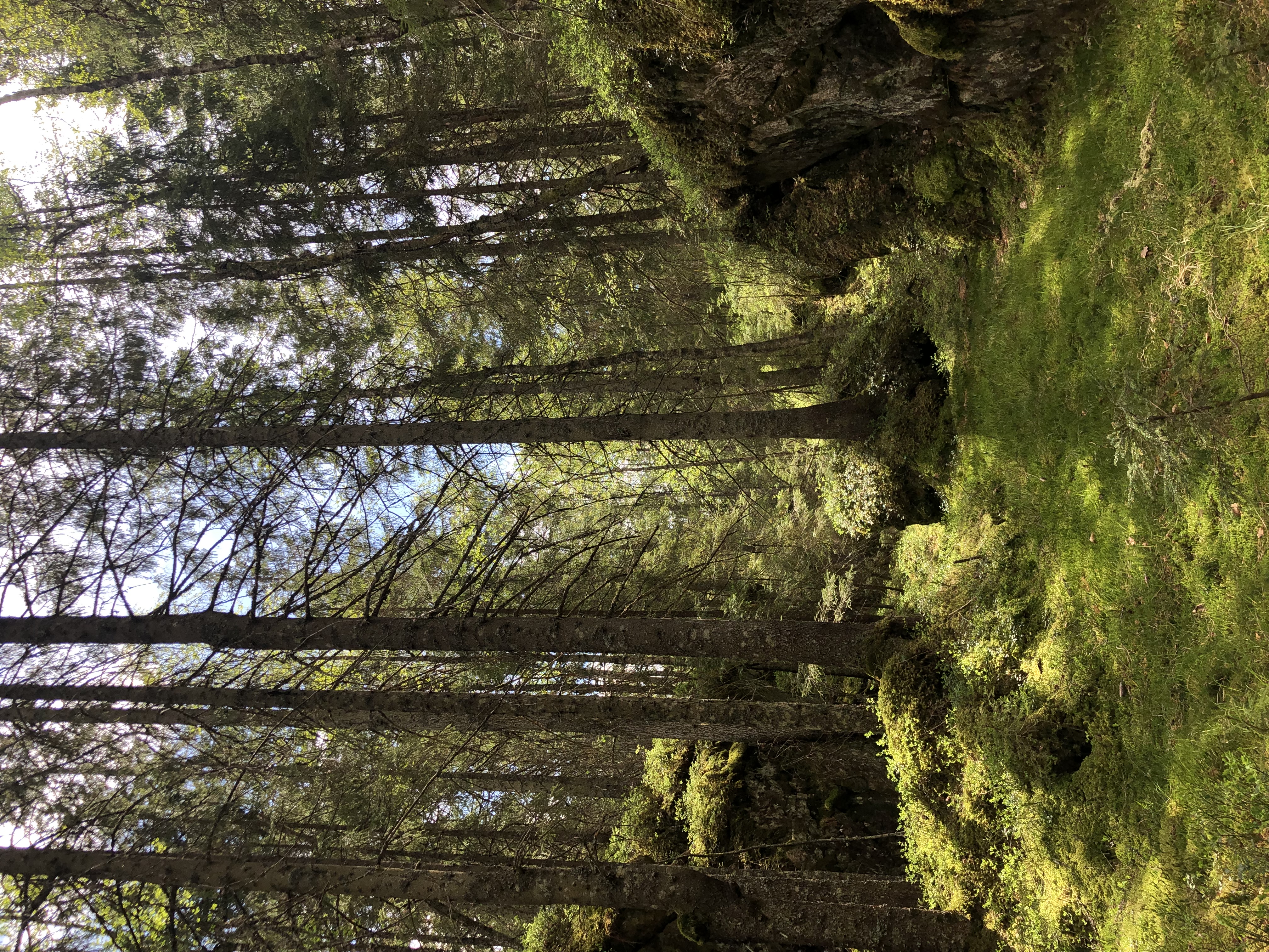 Gammel granskog i utvidelsesområdet av Prestehesten naturreservat Foto: Statsforvalteren.