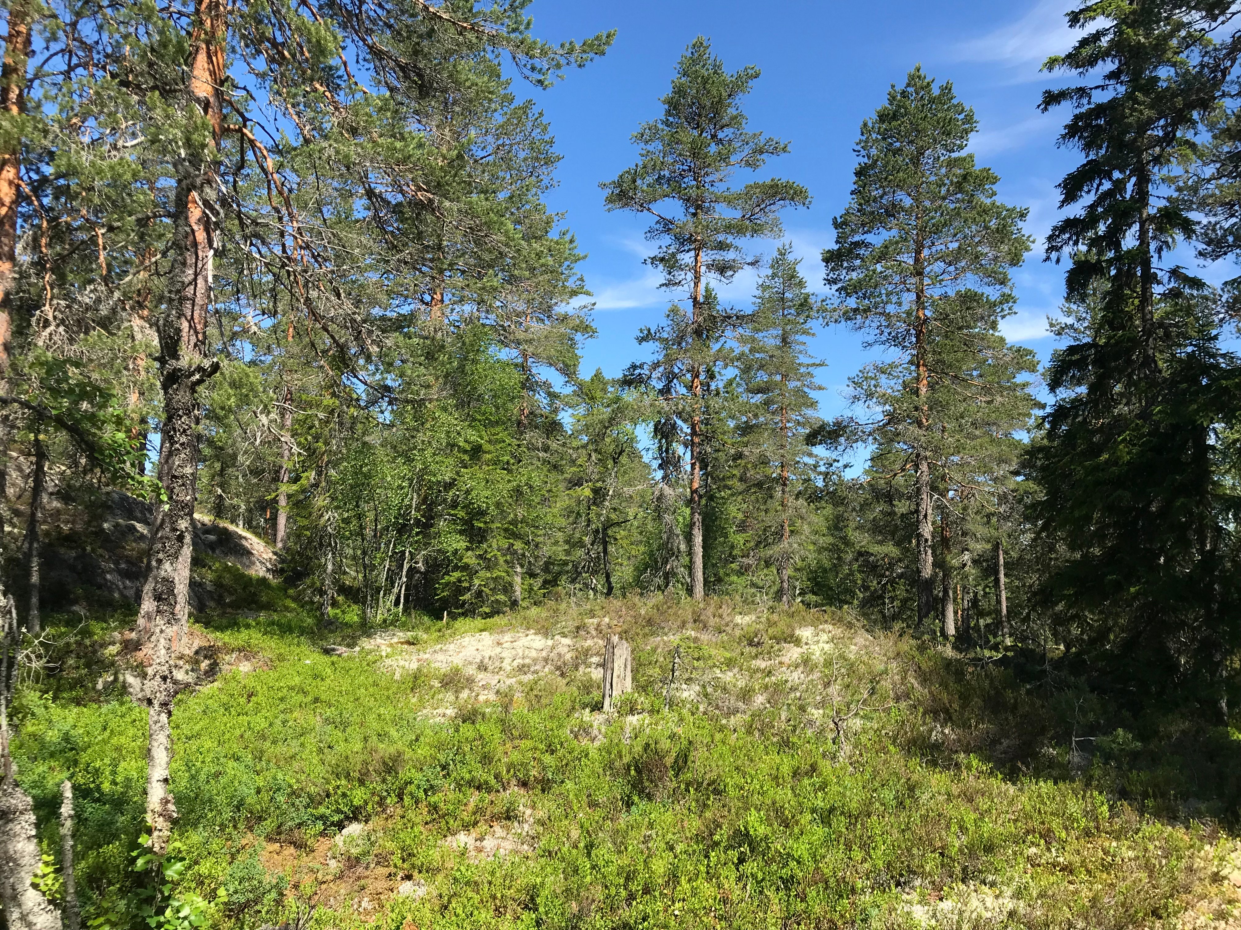 Gammel lavlandsfuruskog lengst sør på Råaråsen. Foto: Statsforvalteren.