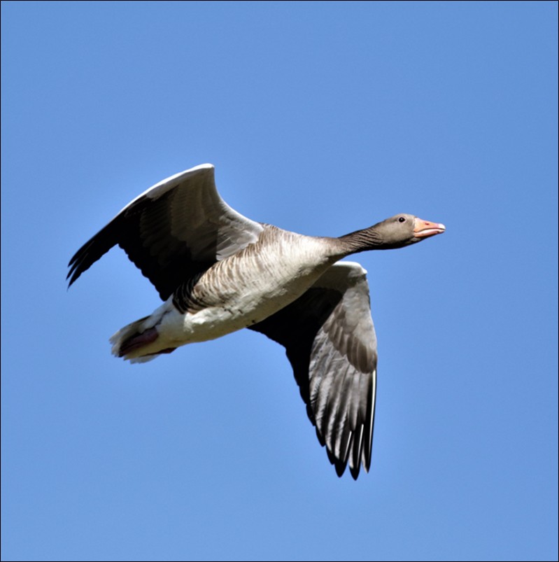 Bilde av grågås som flyr