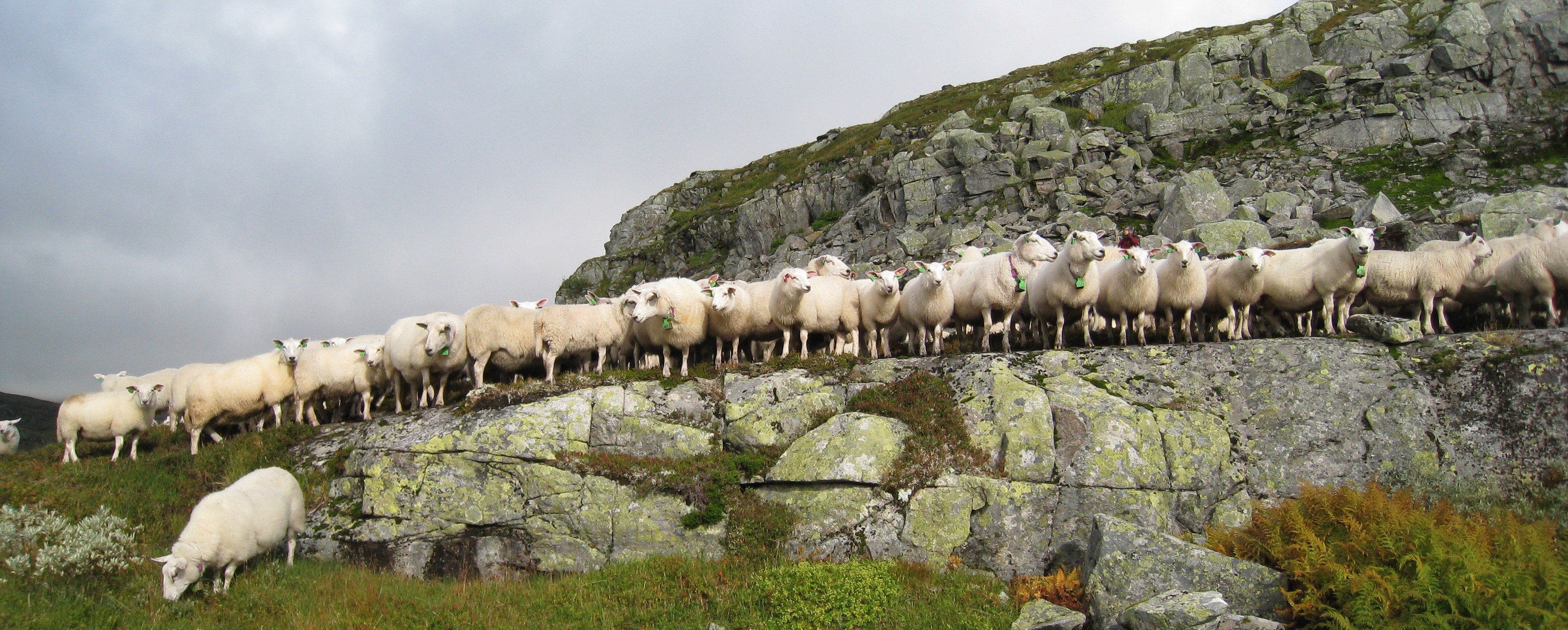 Mange sauer står oppe på ein bergknaus på fjellet.