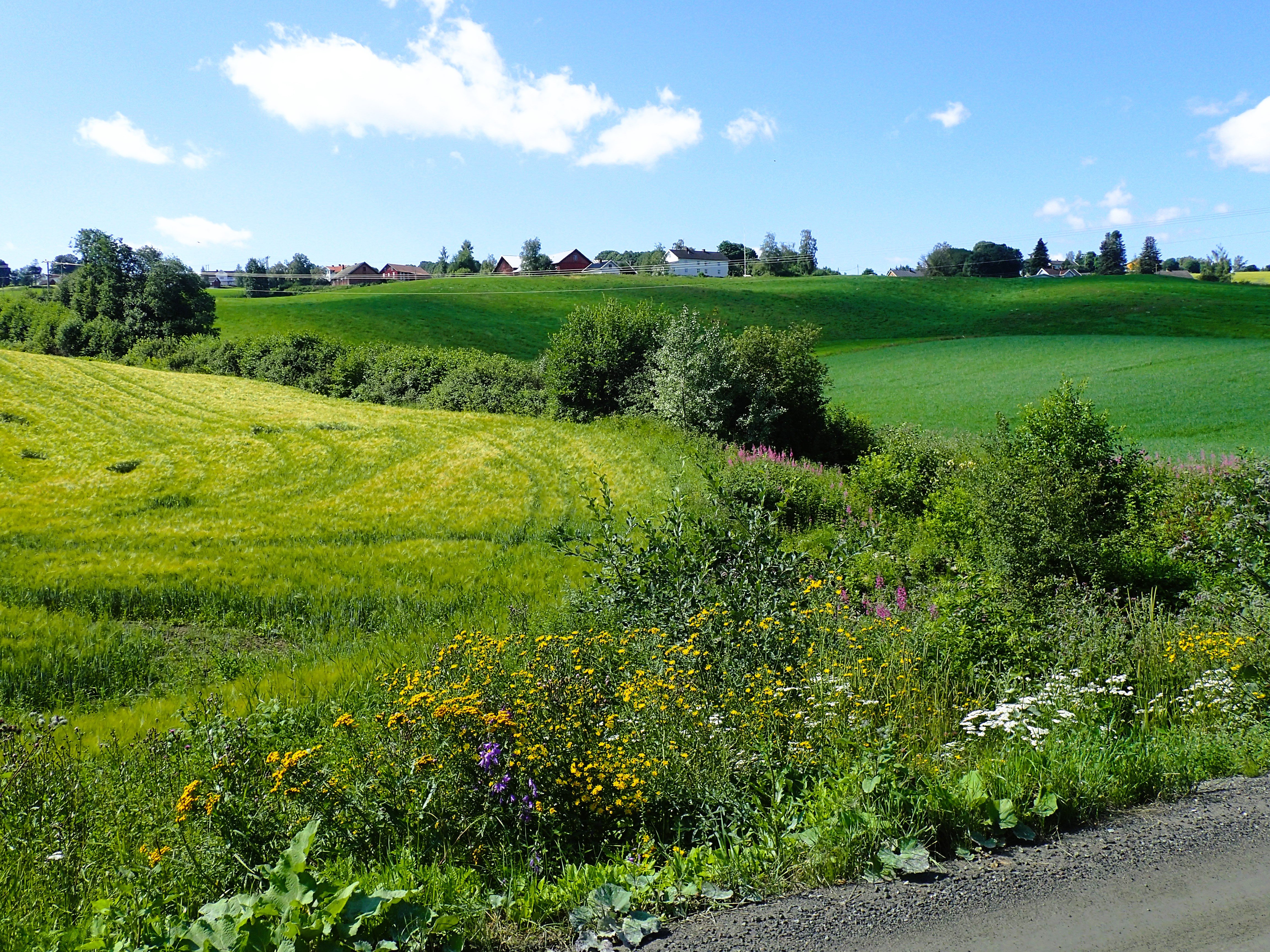Foto: Stig Horsberg. Åkerlandskap med kantvegetasjon mot veg i forgrunnen og vegetasjonsbelte og lauvskog lenger borte