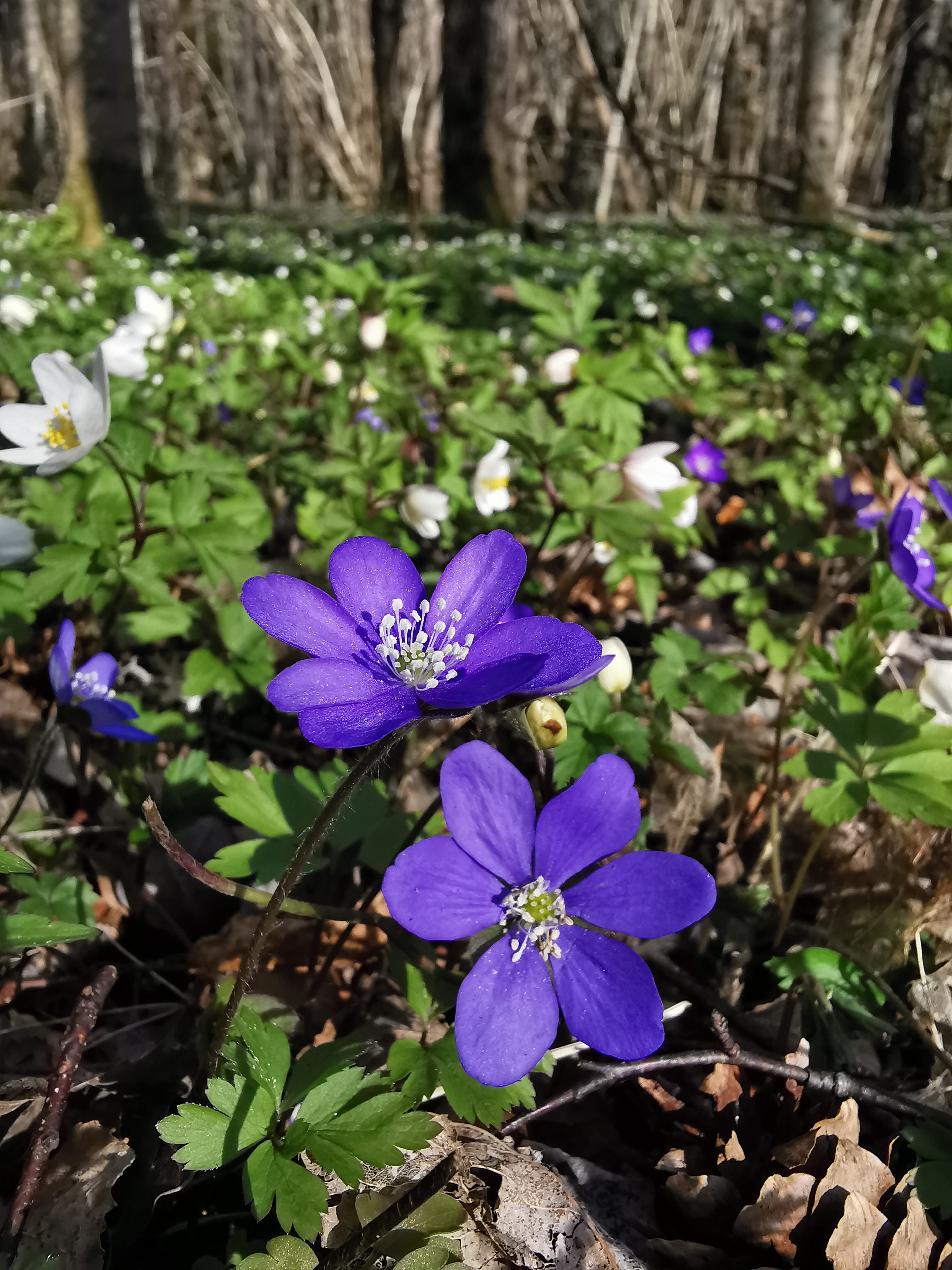 Hvitveis og blåvei i skogen