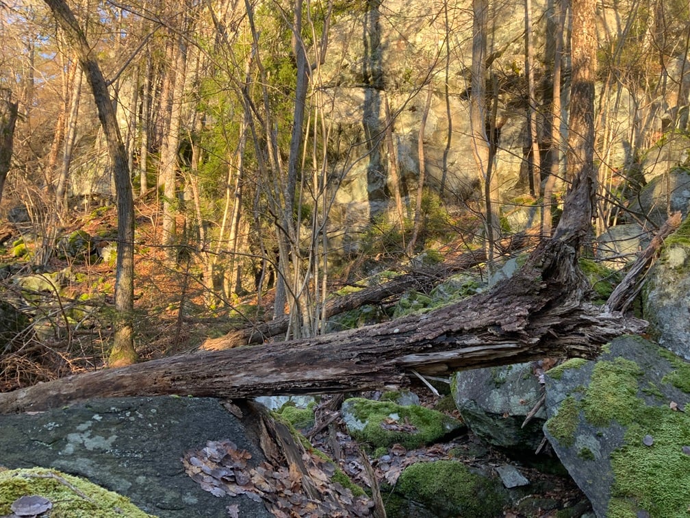 Rik edellauvskog i Heståsen naturreservat.