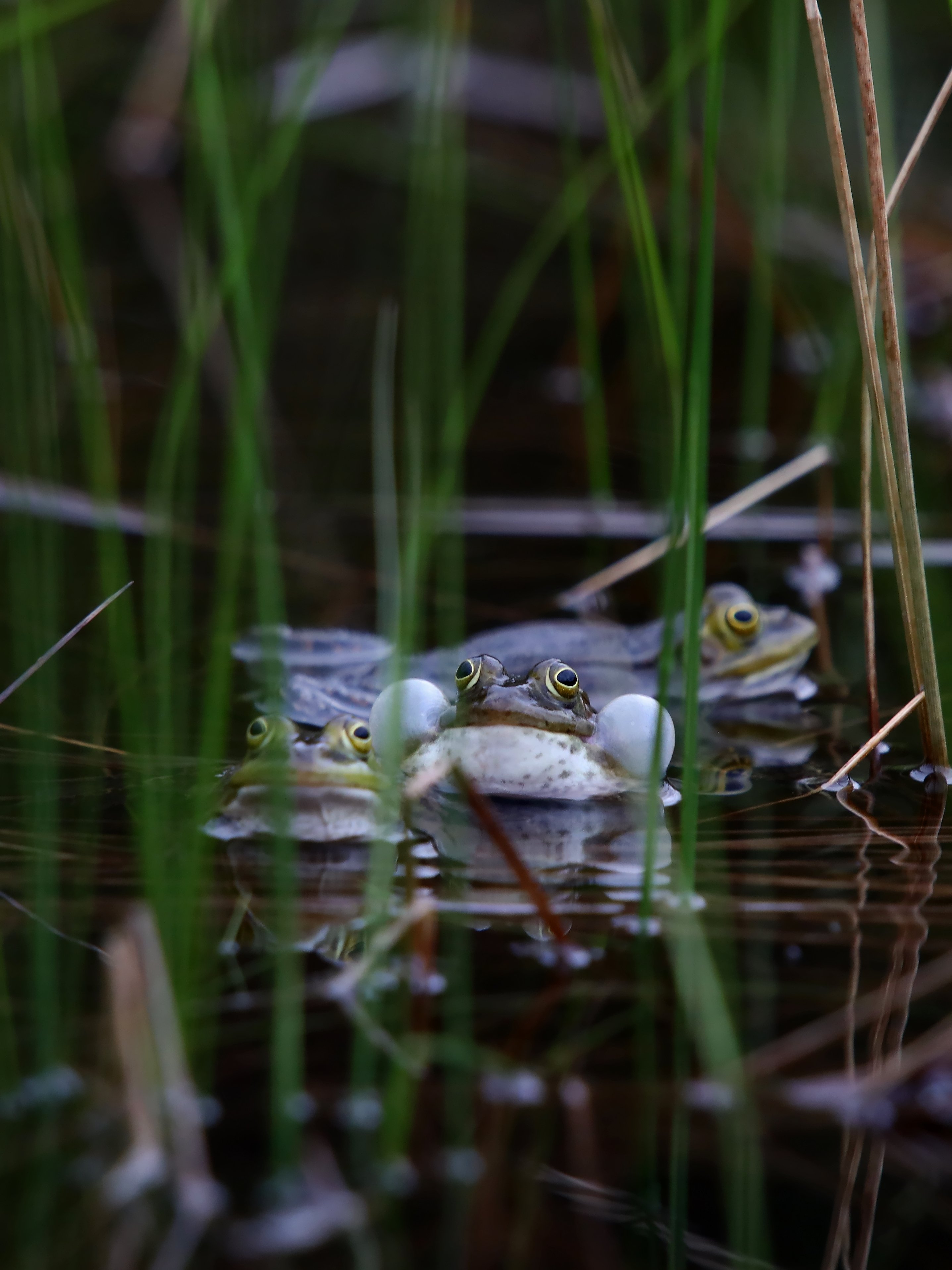 Fotografi av tre frosker som svømmer i vann, omgitt av siv og gress. Den ene frosken har blåst opp kinnposene sine. 