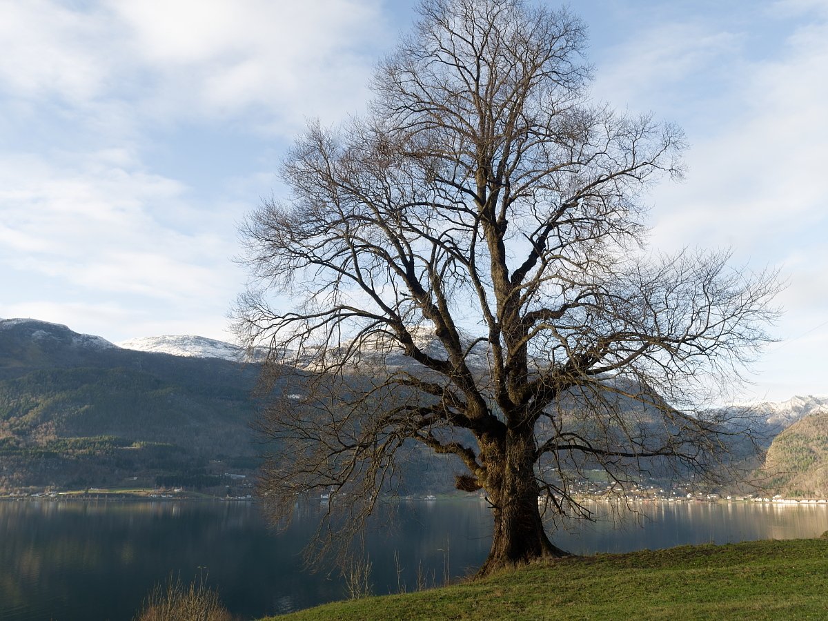 eit tre langs fjorden i vinterlandskap