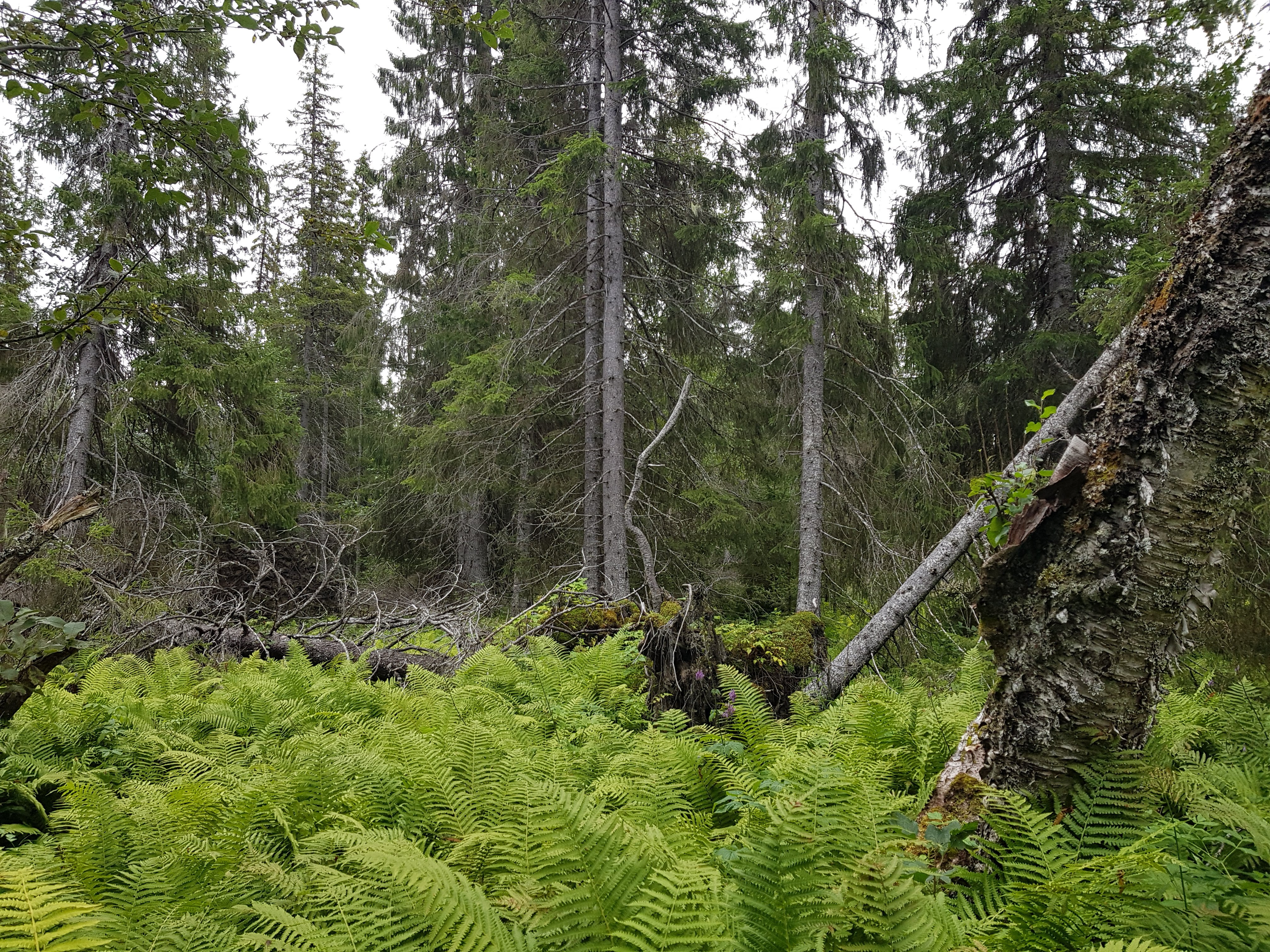 Bilde av frodig skog med bregner og noen døde trær.