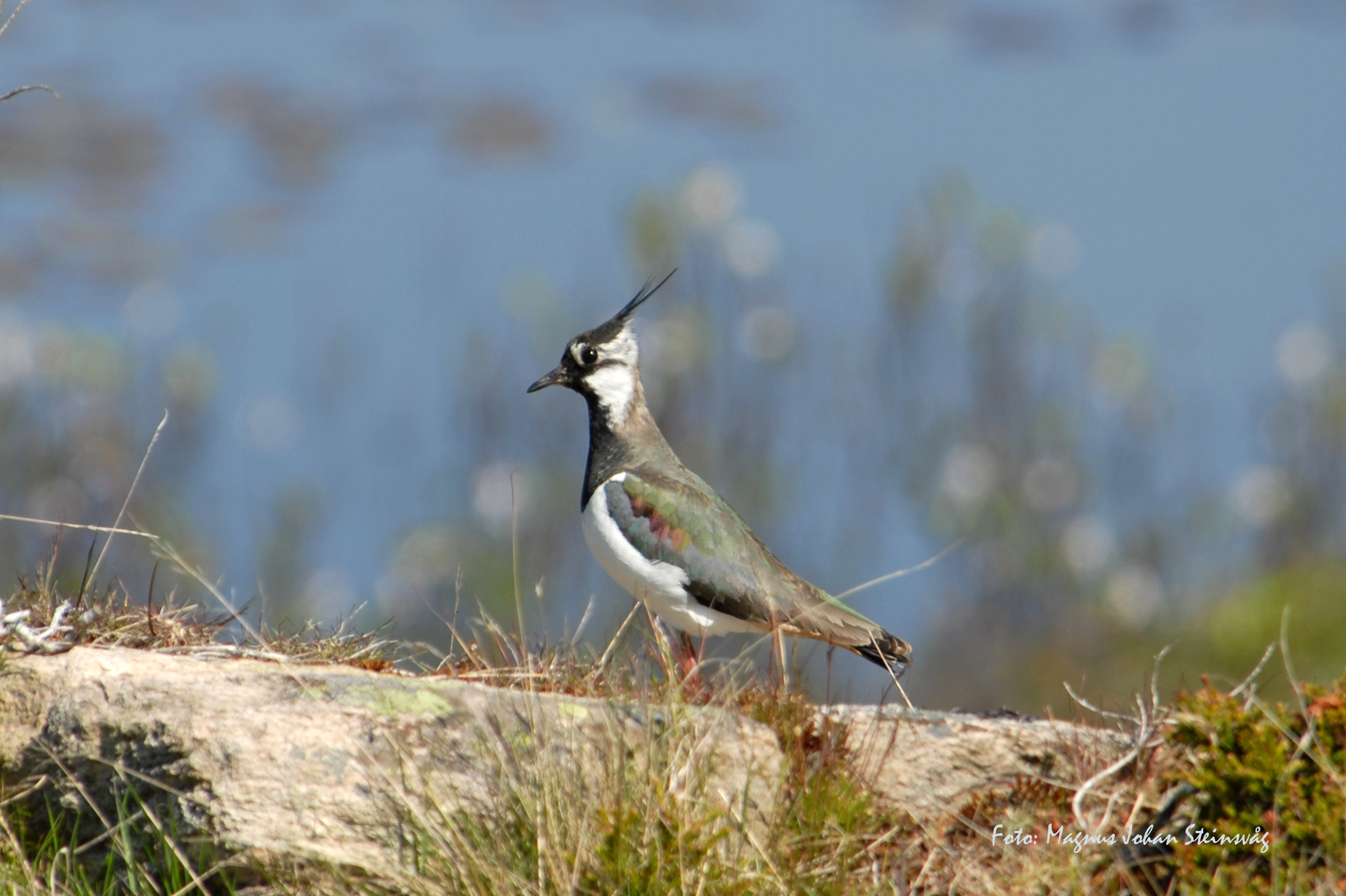 Vipene er vurdert å vere sterkt truga. Det er snart hekkesesong, og dei er særs sårbare denne perioden. Om du skal på tur på Herdla naturreservat må du ta hunden i band og følgje oppmerka stiar. 