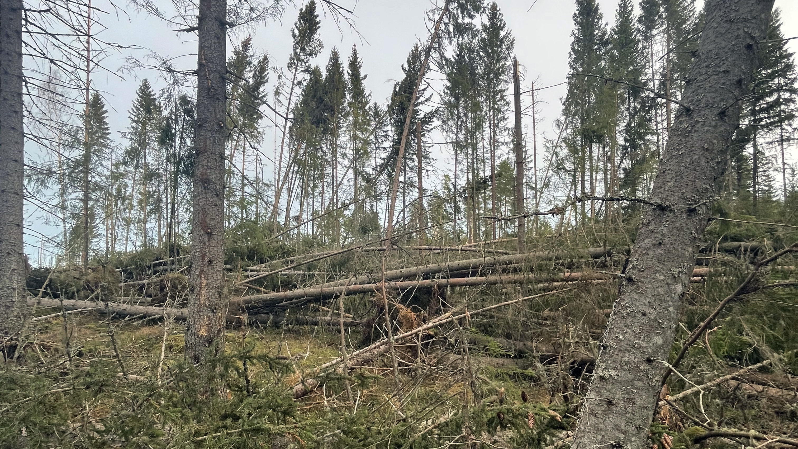 Stormskader i skog Foto: Skogkurs. Stormskader i skog