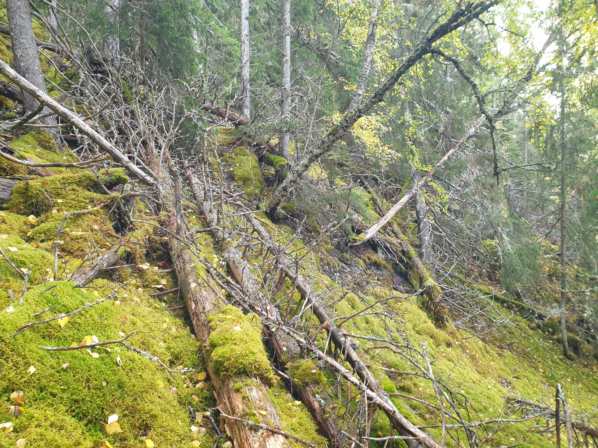 Gammel skog med mye død ved.