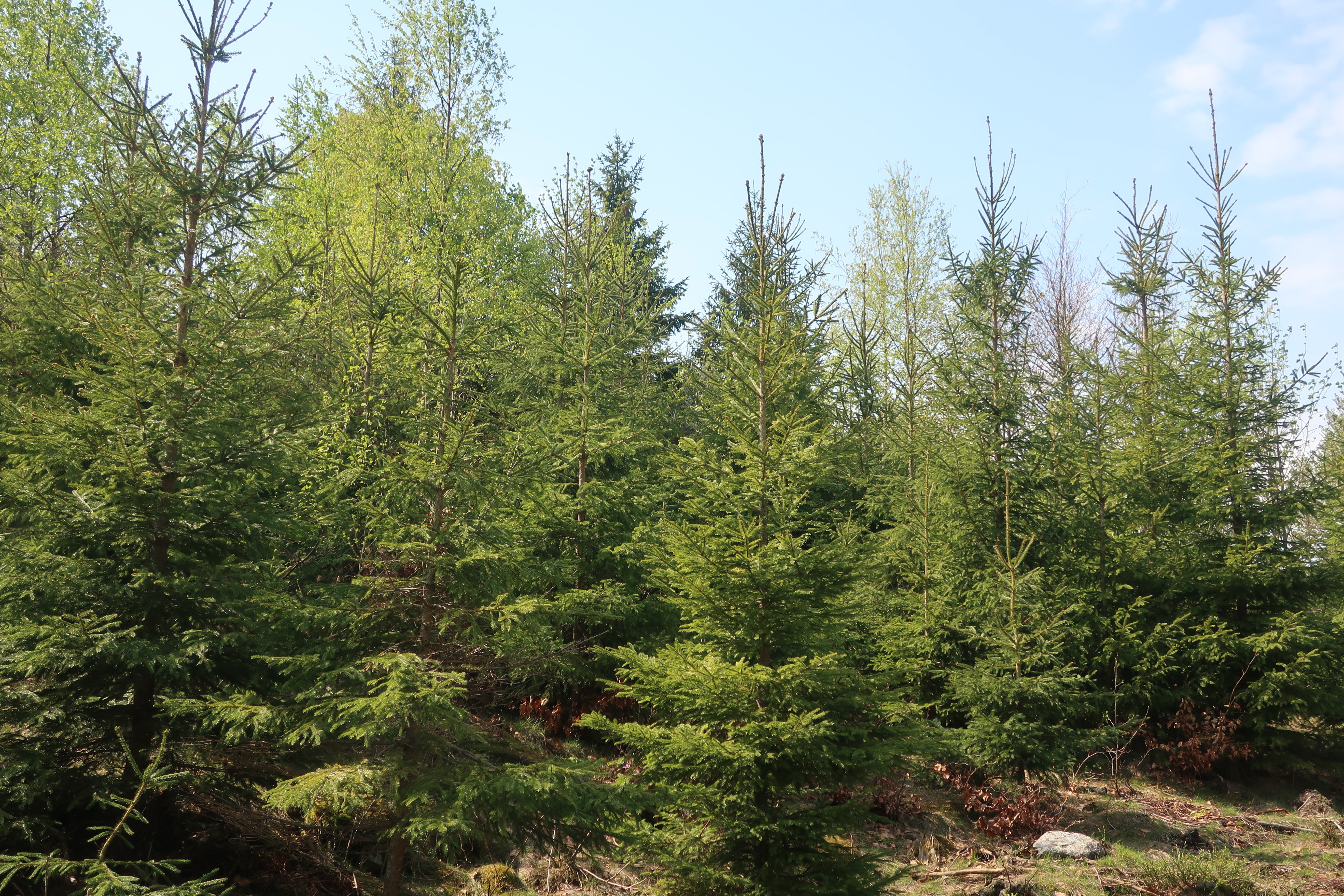 Granskog