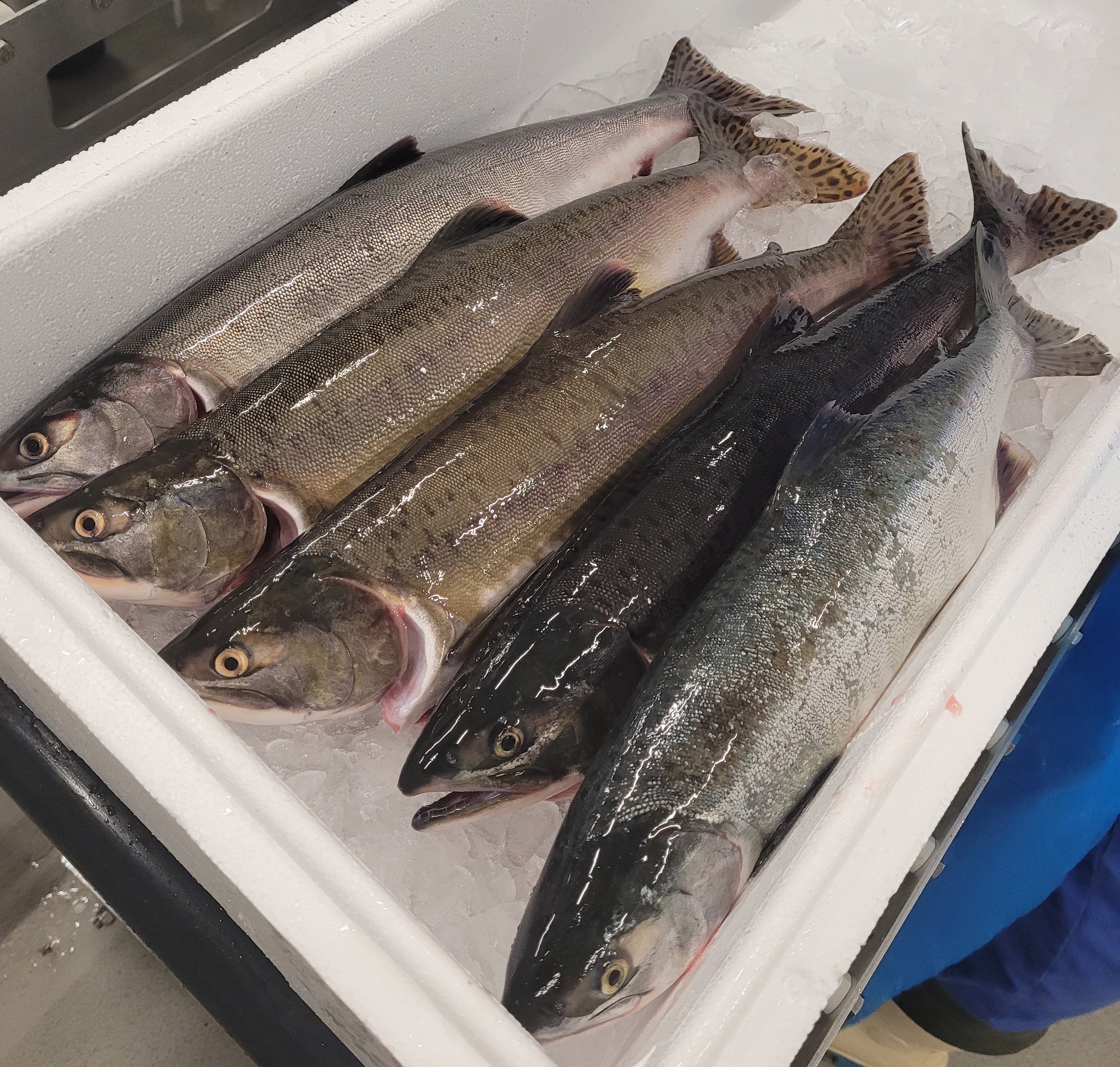 Pukkellaks er godt egna til mat. Flere fiskebruk vil derfor ta i mot pukkellaks i sommer. Her fra Båtsfjordbruket, som er et av brukene som vil ta imot laksen. Foto: Båtsfjordbruket. Laks liggende i en hvit fiskekasse