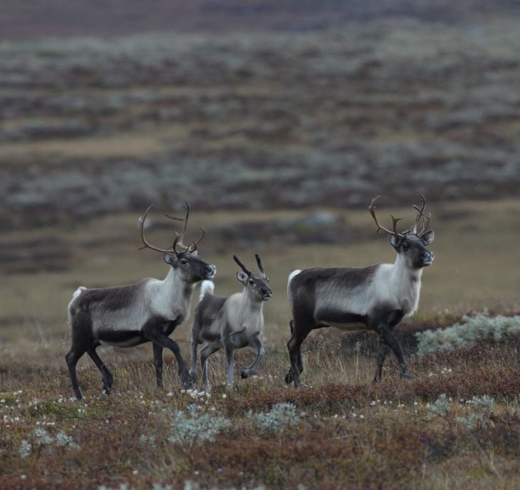 Tre rein i fjellet