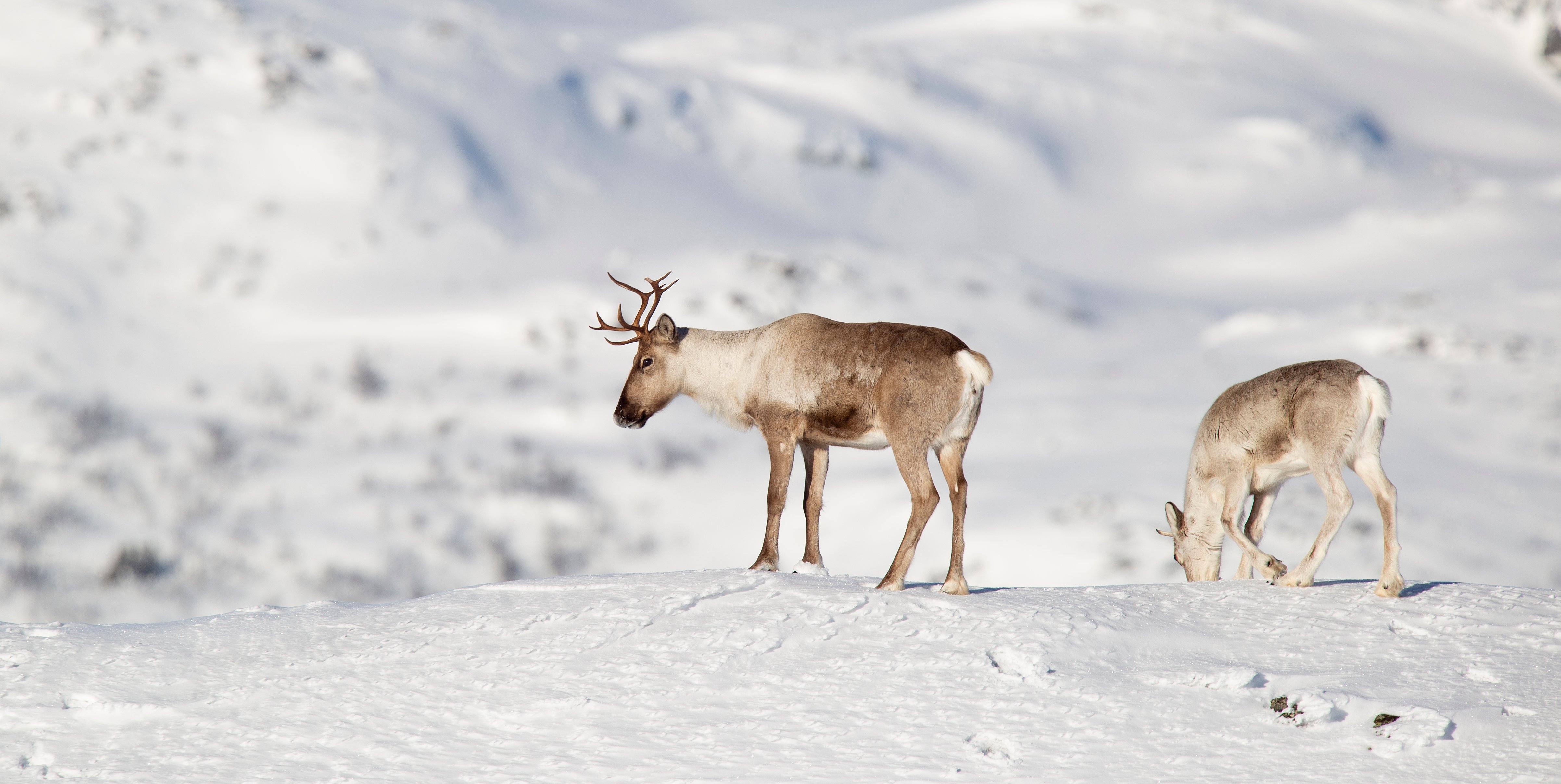 Med tillatelse av Anders Mossing Foto: Anders Mossing . Bilde av to villrein
