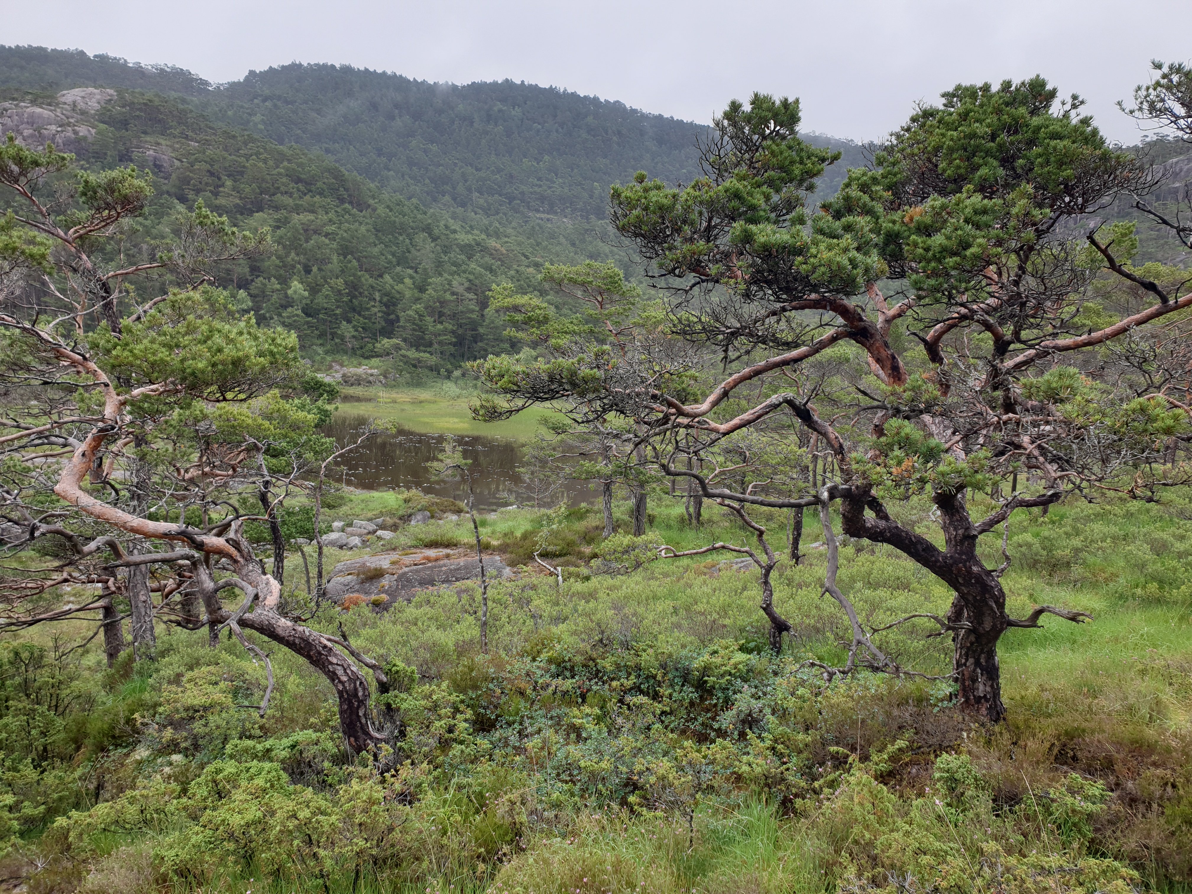 Ulvaskog naturreservat i Strand. Foto: Solbjørg Engen Torvik.