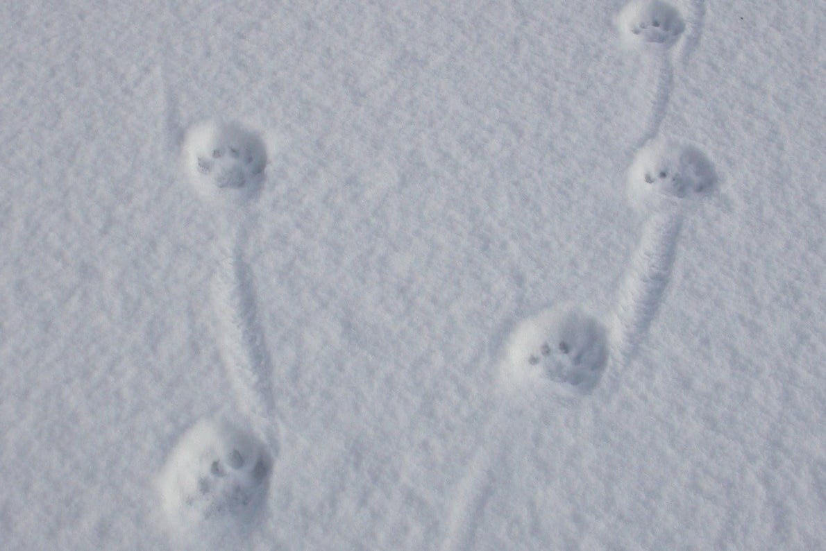 Dyrespor i snøen.