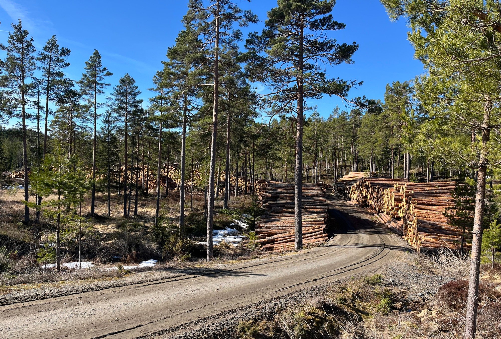 Furutrær. Tømmerstokker stablet på begge sider av grusvei.
