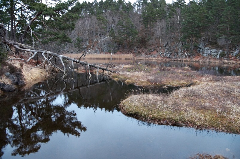 Fra området som foreslås som utvidelse av Nedre Timenes naturreservat.