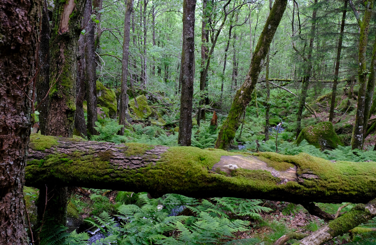 I Birkelid naturreservat finnes det fine partier med eikeskog.