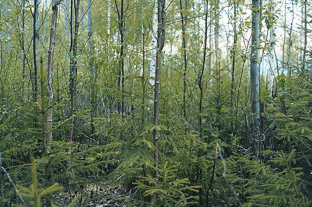 Ungskogpleie er et nødvendig tiltak for å få god arealavkastning. Foto: Jon Eivind Vollen