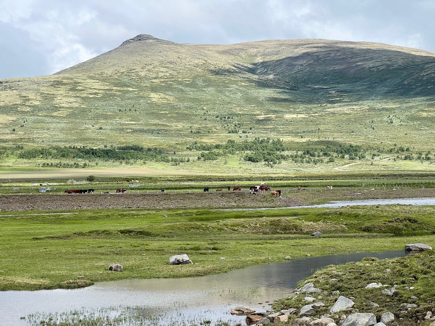 Foto: Miljøfaglig Utredning. Landskapsbilde med kyr som beiter.