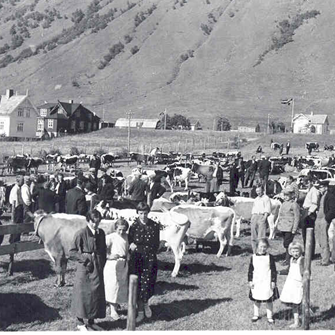 Storfesjå på Bjørnskinn ca 1940