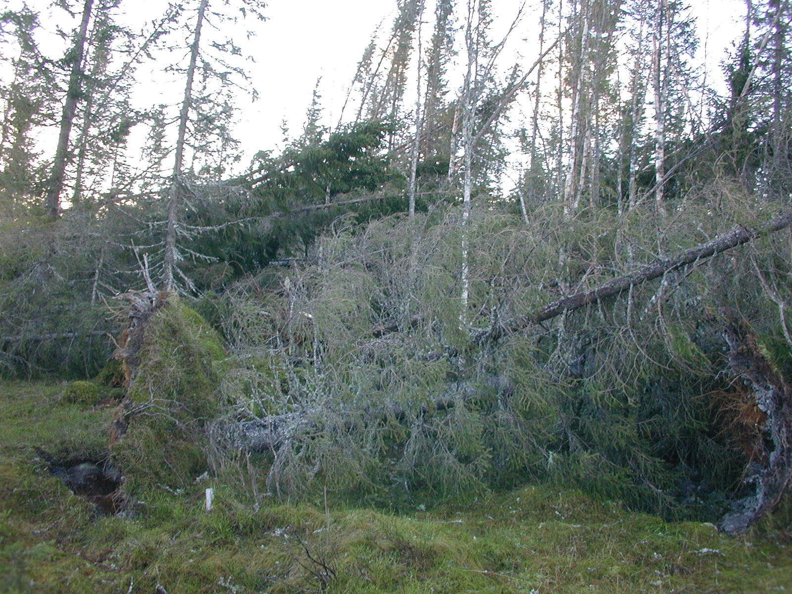 Granskog med trær som er veltet