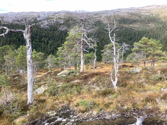 Spredt furuskog i forgrunnen med stående, død ved. I bakgrunnen er det granskog.