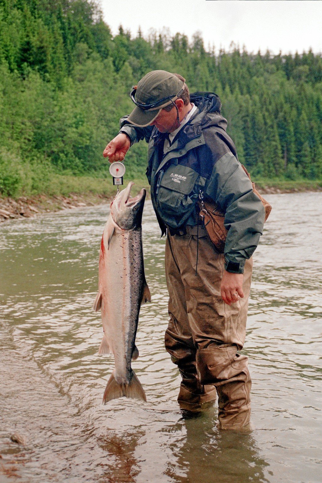 Laks på vel 12 kg fisket i Beiarelva 2004. 