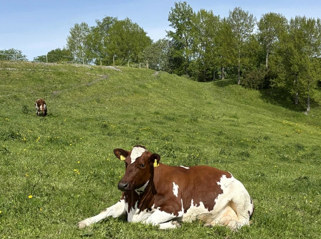 Bilde av ku som ligger i gresset