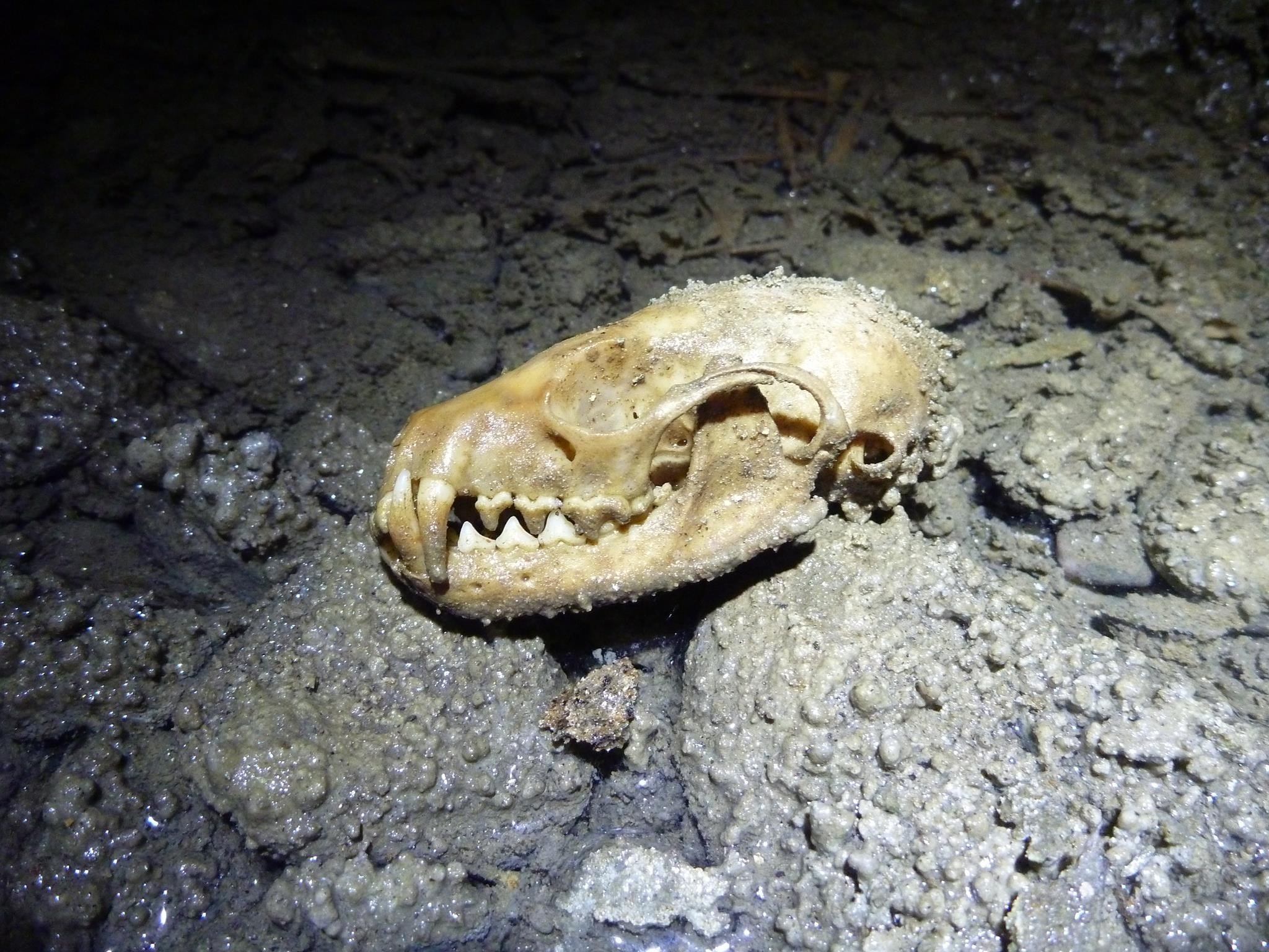 Hodeskalle fra en mår ligger på en stein i en grotte.