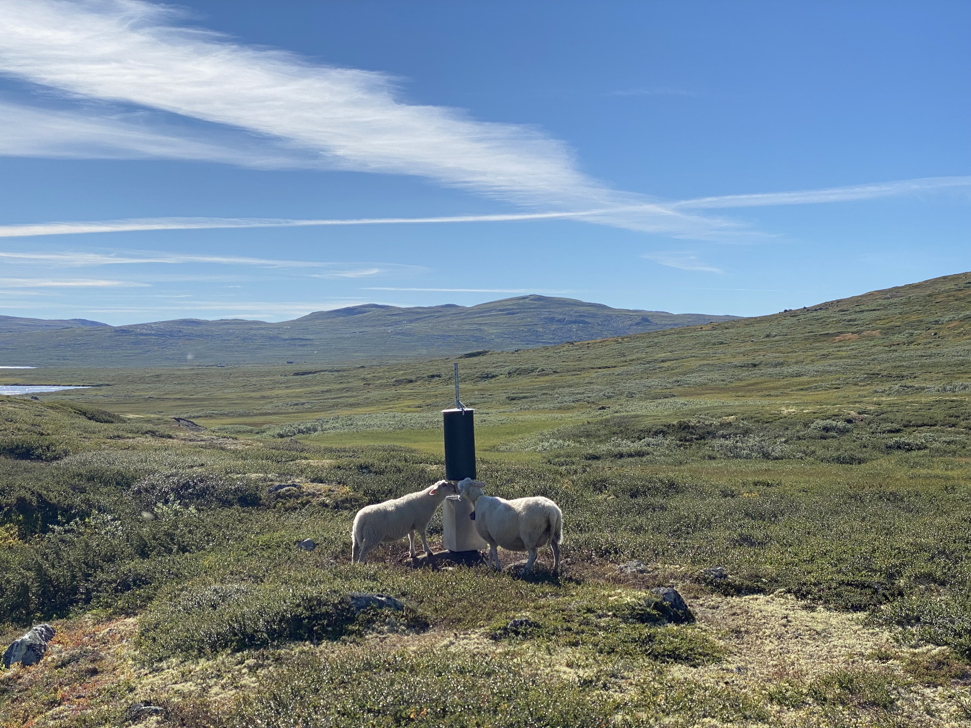 Sau ved saltautomat på Hardangervidda.