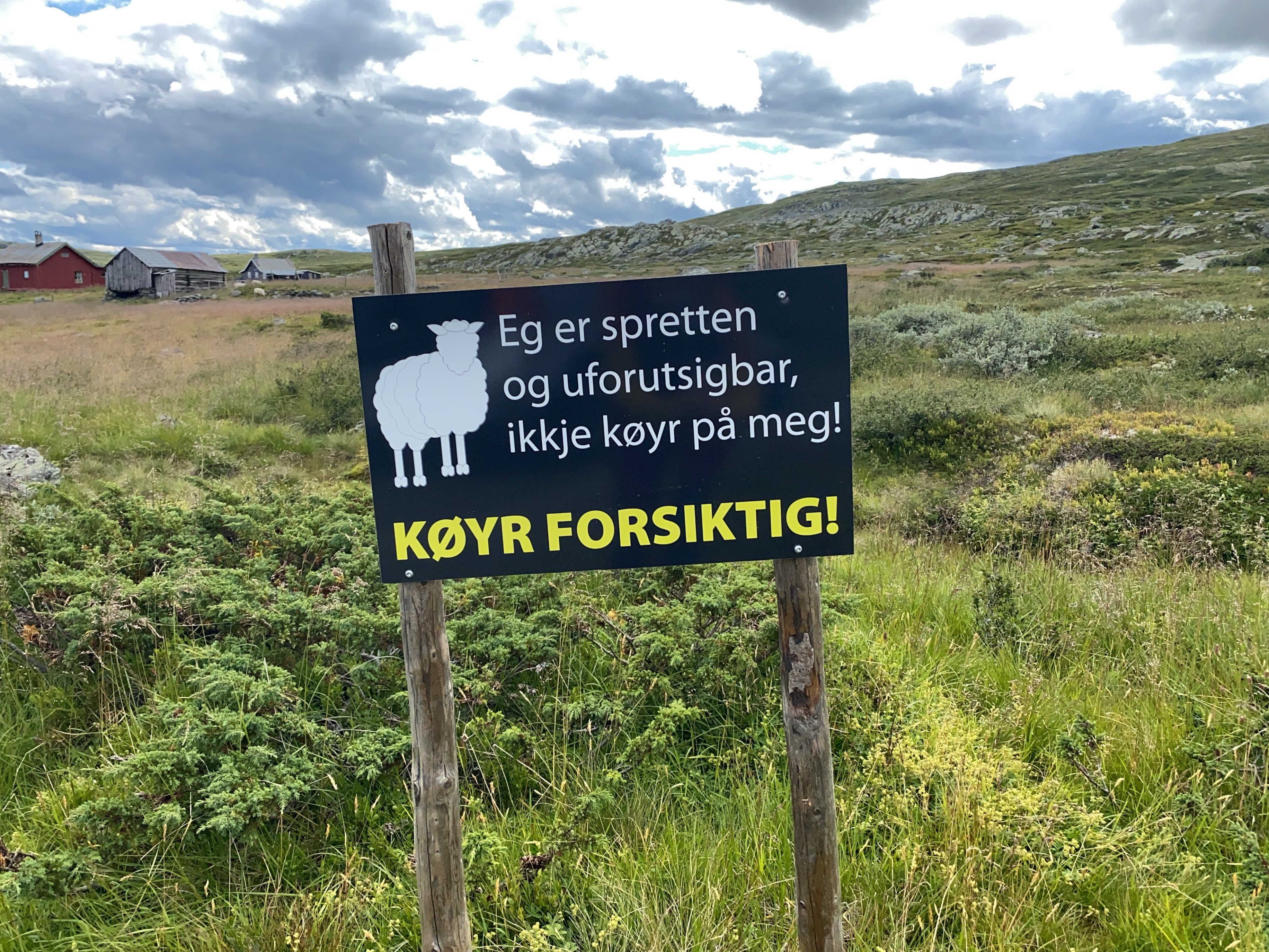 Sau og skilt langs veien på utmarksbeite