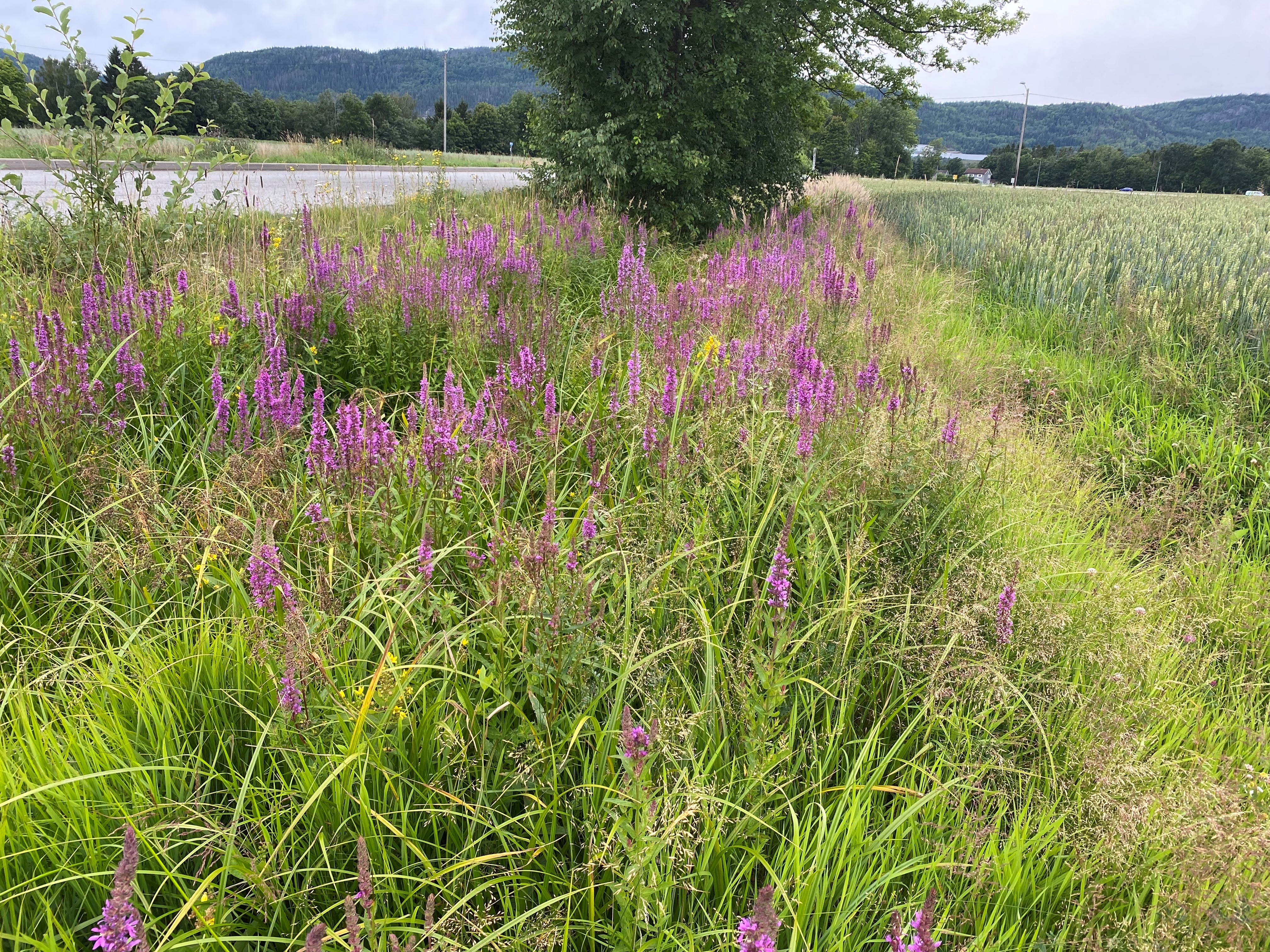 Blomster langs vei