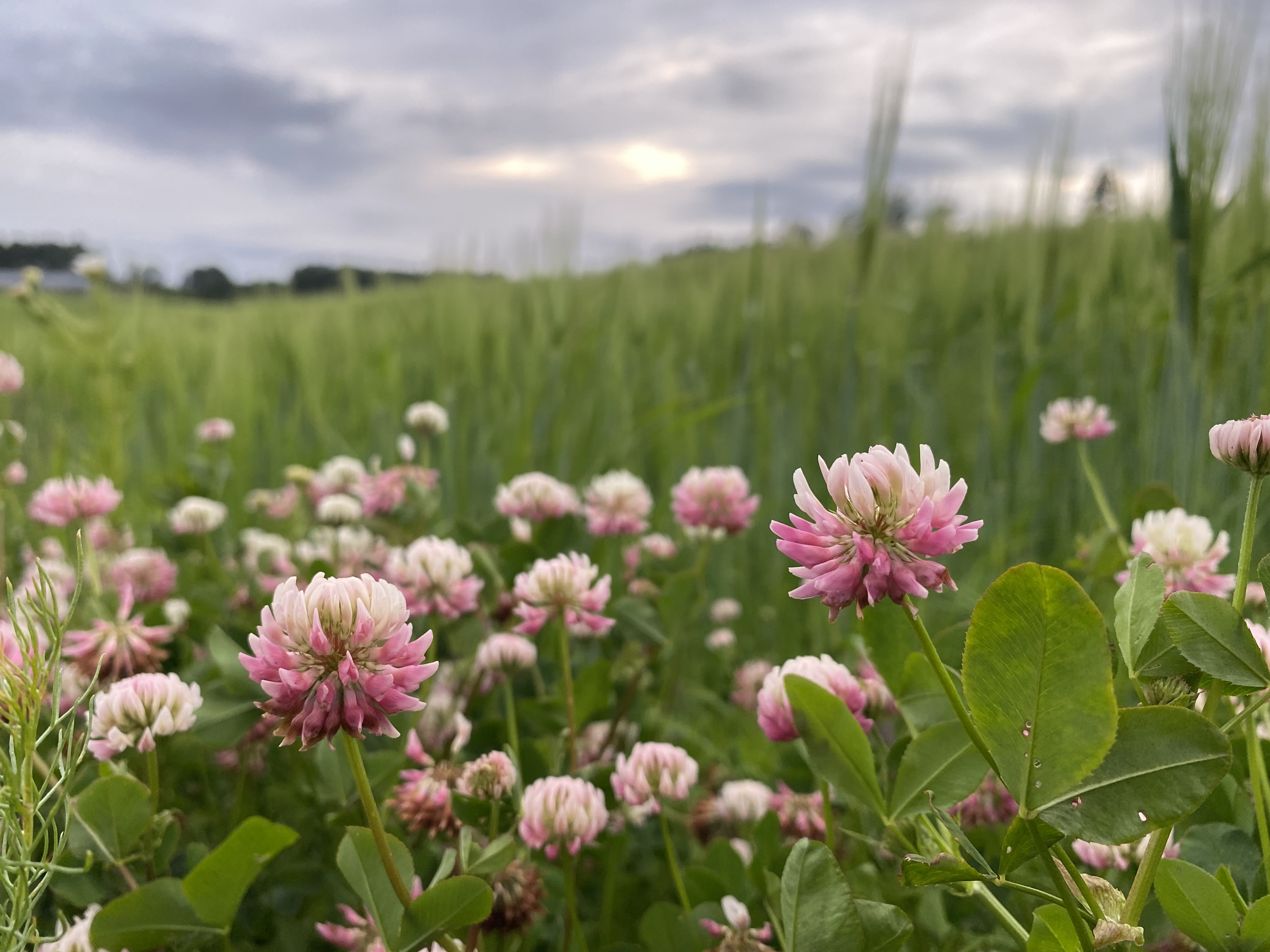 Kløver blomstrer foran åker