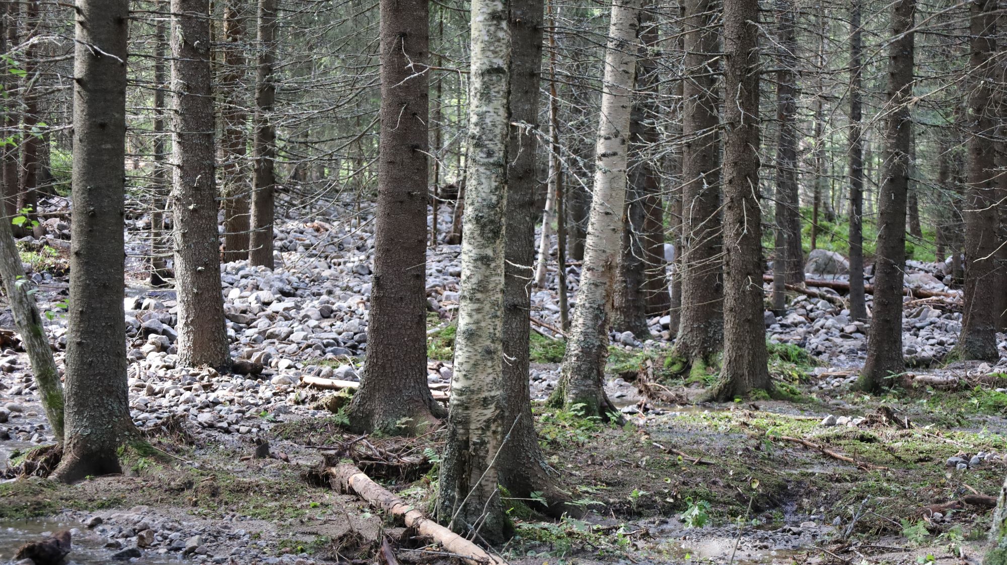 Store mengder stein og skredmasser ligger igjen i skogen etter at bekkene ble oversvømt og tok nye løp under ekstremværet "Hans". Her fra Ål kommune. Foto: Statsforvalteren i Oslo og Viken. Store mengder stein og skredmasser ligger igjen i skogen etter at bekkene ble oversvømt og tok nye løp under ekstremværet "Hans"