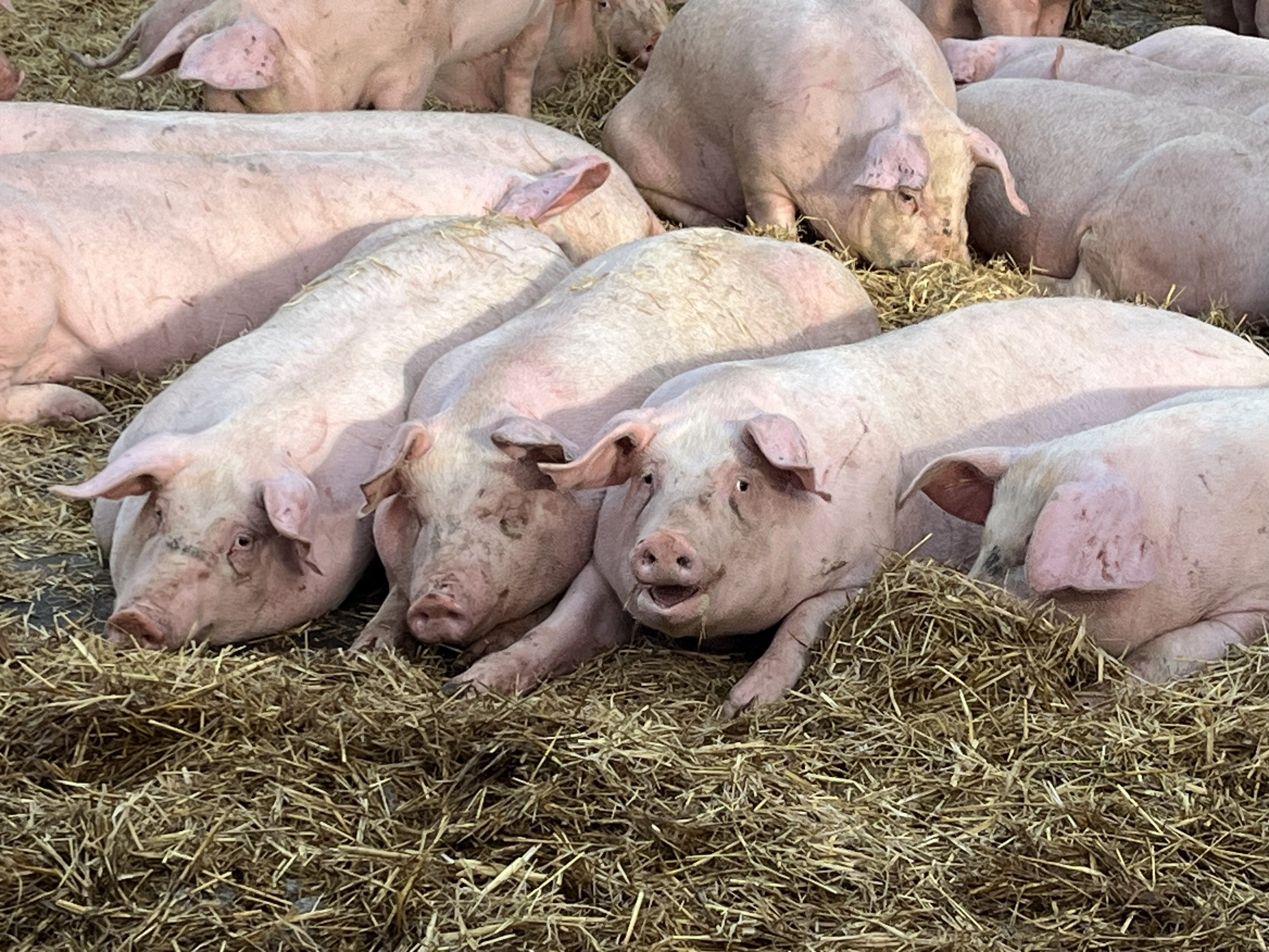 Stimuleringstilskotet er viktig for å ha tilfredsstillande veterinærdekning i distrikta. Foto: Janne Breivk