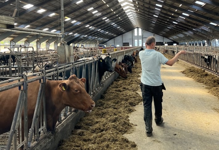 Bønder som driver husdyr- og/eller planteproduksjon kan søke om tilskudd til avløsning ved sykdom og fødsel m.v. Foto: Anders Bøen Gravdal. Løsdriftsfjøs på Røyneberg.
