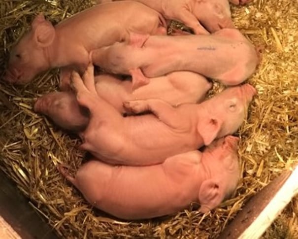 Grisungar slappar av.