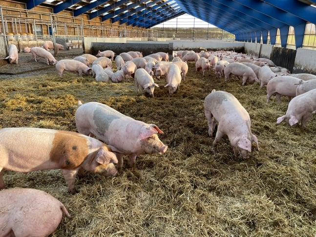 Gris i store halmbingar. Foto: Eli Munkeby Serigstad. Gris i store halmbingar.