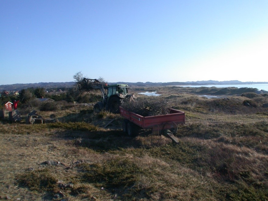 Fjerning av busken tinnved nord på Brusand, Kvalbein.