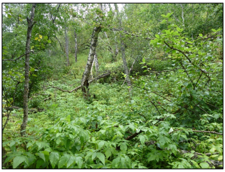 Høystaudebjørkeskog med hegg. Foto Rådgivende biologer.png