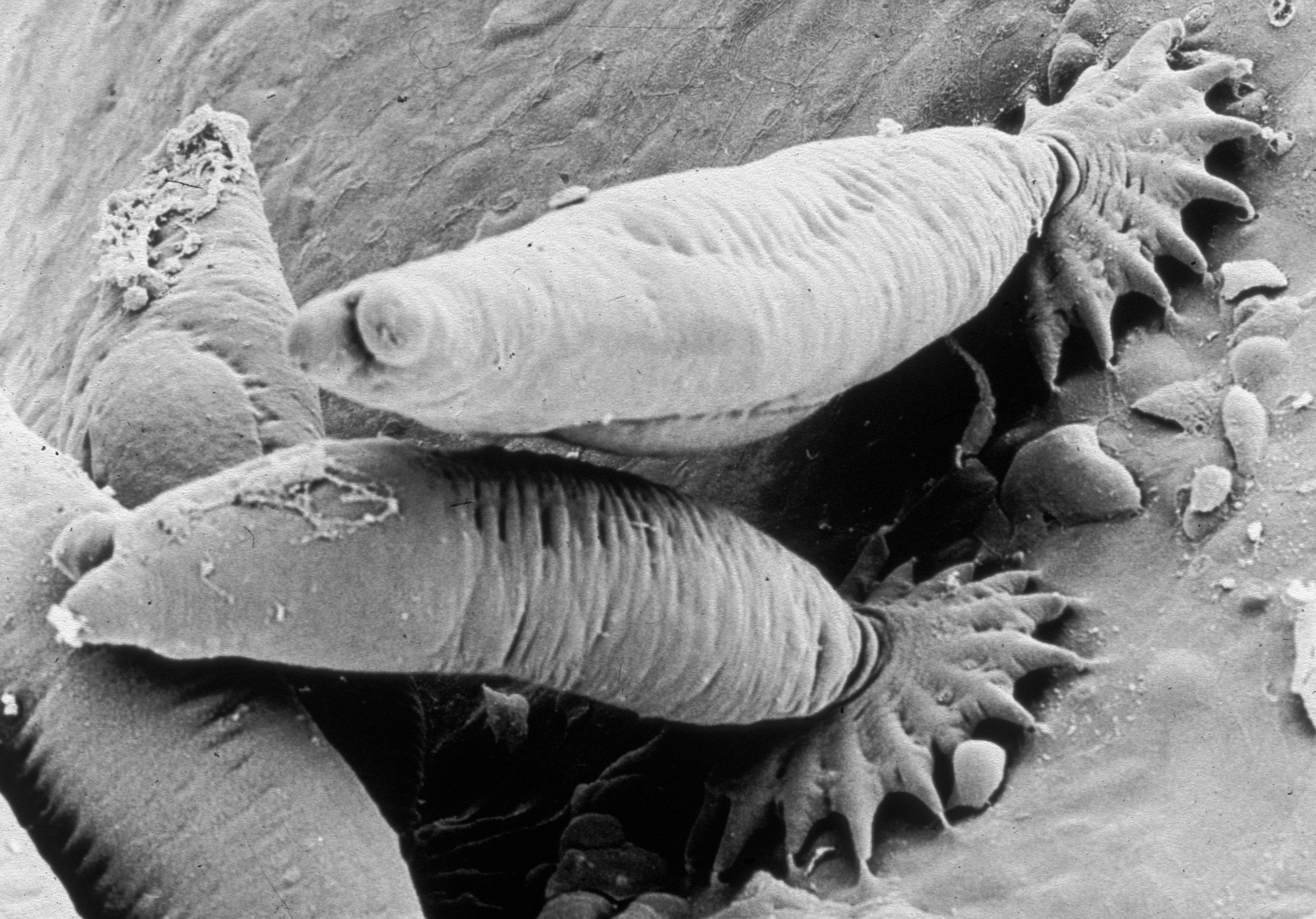 Gyrodactylus salaris er ca 0,5 mm lang og spiser laksehud. Foto: Tor Atle Mo
