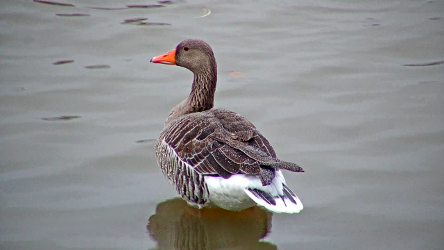 Foto: BirdLife Vestfold Foto: BirdLife Vestfold