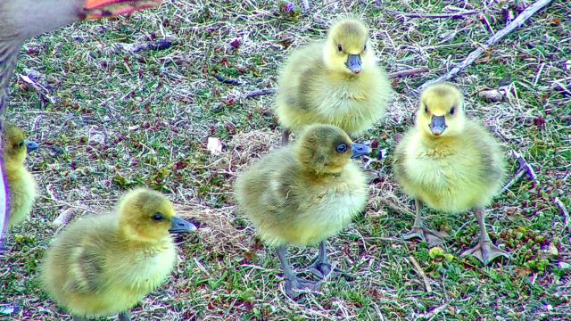 Foto: BirdLife Vestfold Foto: BirdLife Vestfold