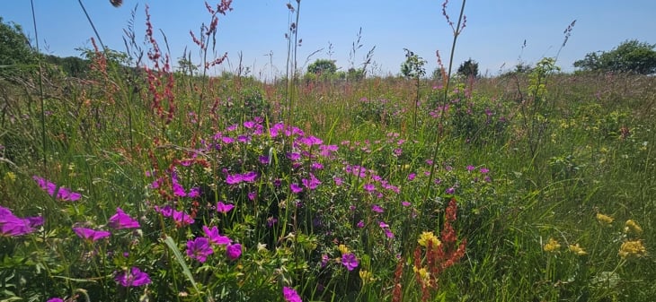 Blomstereng. Foto: Statsforvalteren i Vestfold og Telemark