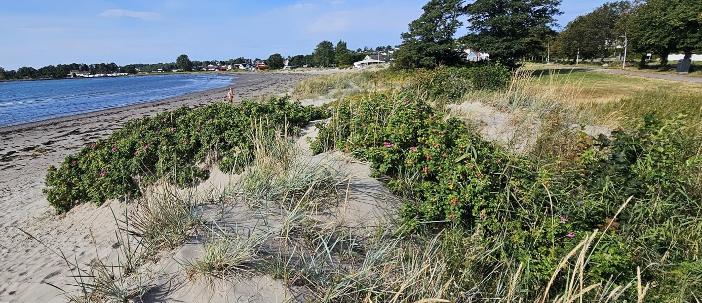 Rynkerose kan danne store bestander i sanddynemark og utkonkurrere andre arter. Foto: Statsforvalteren i Vestfold og Telemark Rynkerose kan danne store bestander i sanddynemark og utkonkurrere andre arter. Foto: Statsforvalteren i Vestfold og Telemark