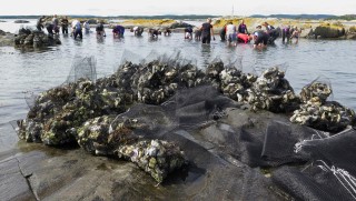 Stor dugnadsinnsats med innsamling av stillehavsøsters ved Djupoddenskjæra på innsiden av Jomfruland. Foto: Jan Erik Tangen