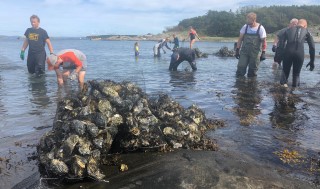 Stor dugnadsinnsats med innsamling av stillehavsøsters ved Djupoddenskjæra på innsiden av Jomfruland. Foto: Jan Erik Tangen